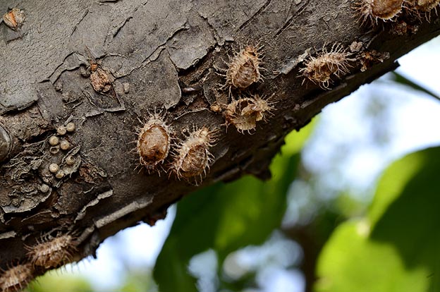 アカボシテントウの抜け殻