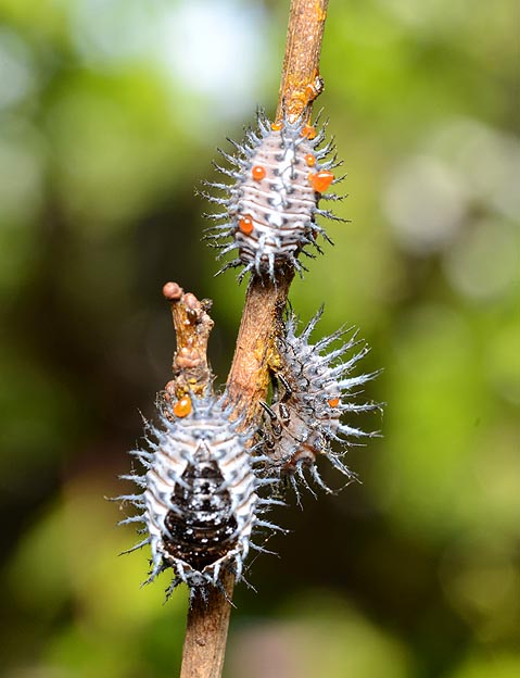 アカホシテントウの前蛹