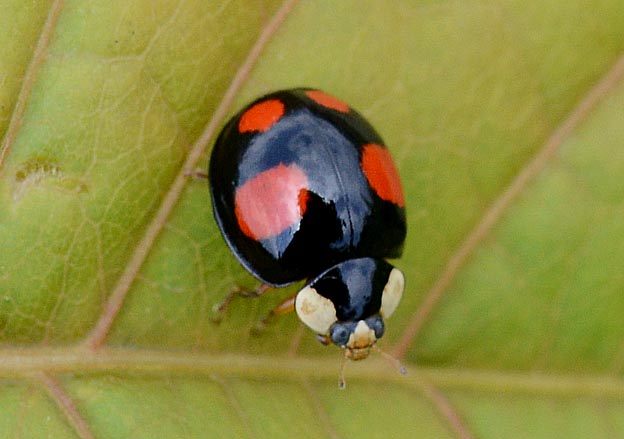 点が4つのテントウムシ