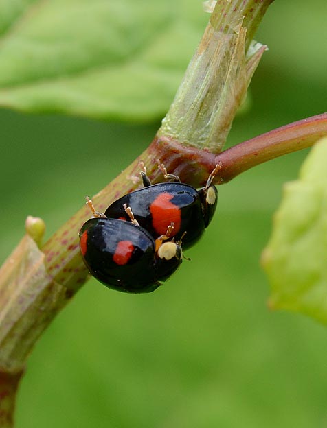 交尾中のテントウムシ