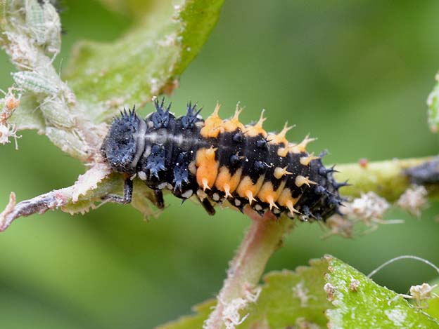 テントウムシの幼虫