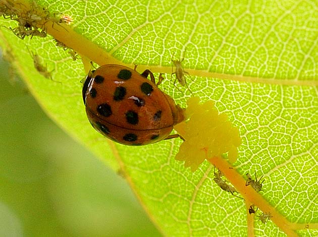 産卵中のテントウムシ
