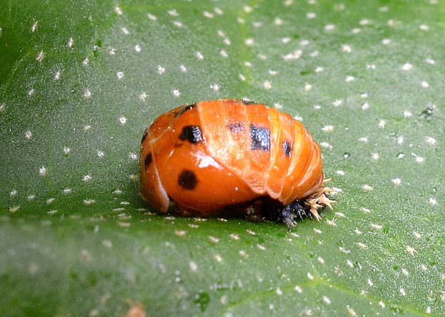 テントウムシの蛹