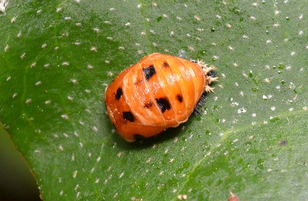 テントウムシの蛹