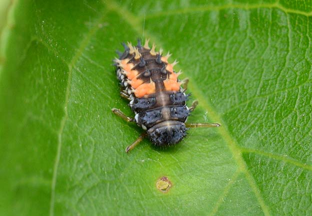 テントウムシの前蛹