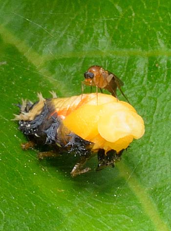 テントウムシの蛹化