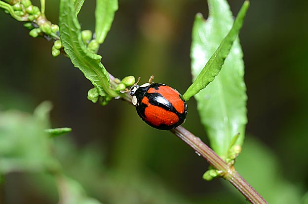 テントウムシの斑紋型
