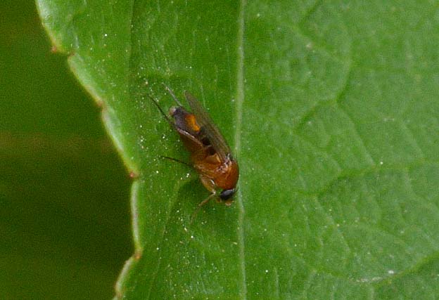 テントウムシの寄生バエ…？
