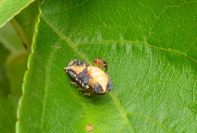 蛹化の瞬間にやってきたハエ