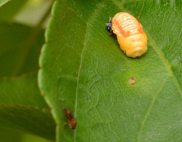 近くにとまるハエ