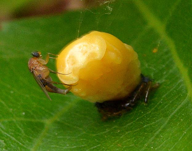 産卵と思われる行動