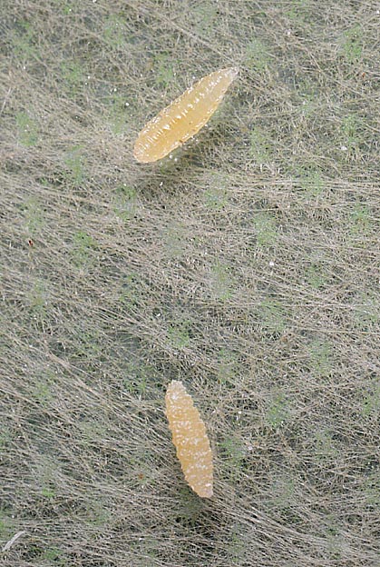 寄生バエの幼虫