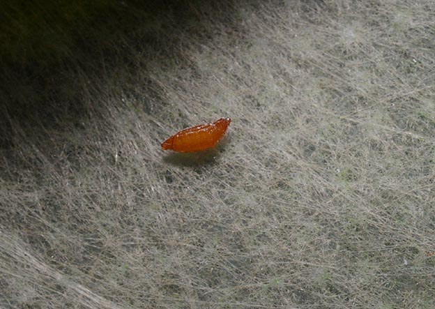 寄生バエの蛹？