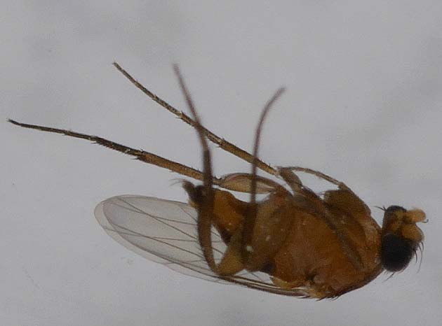 ノミバエの一種の写真