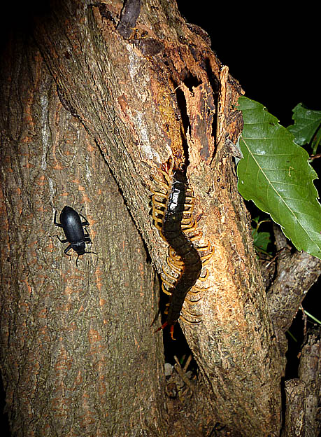 獲物を探すトビズムカデ