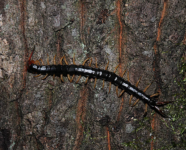 トビズムカデの写真