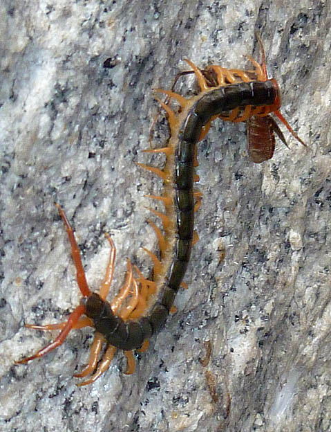 オオトビサシガメを食べるトビズムカデ