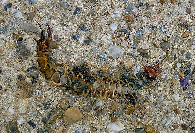 トビズムカデの死骸