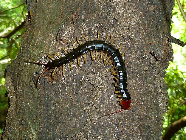 アラカシの幹で虫を食べるトビズムカデ
