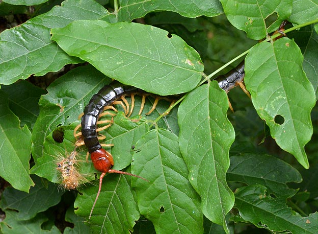 マイマイガを食べたトビズムカデ