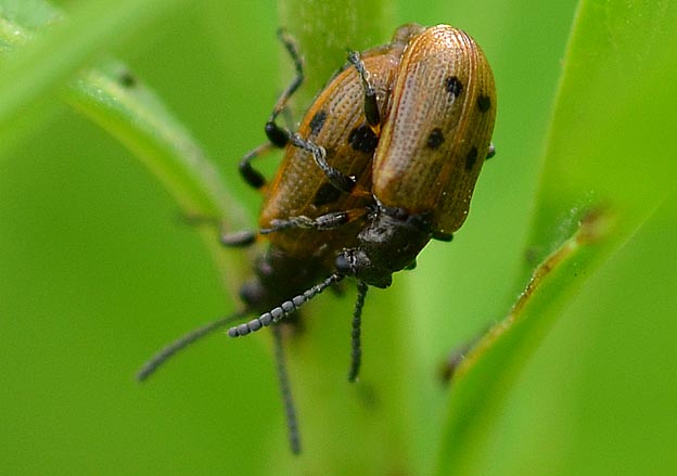 交尾中のトホシクビボソハムシ