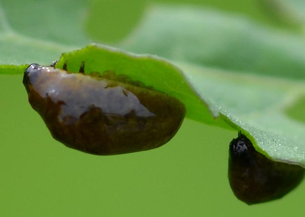 トホシクビボソハムシの幼虫