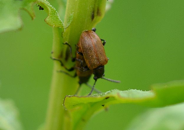 無紋型のトホシクビボソハムシ