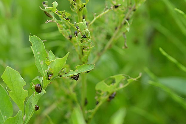 クコの葉につくトホシクビボソハムシの幼虫