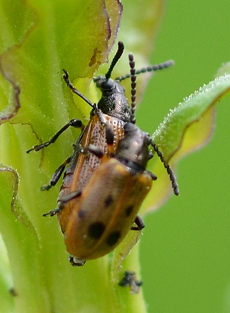 トホシクビボソハムシの写真