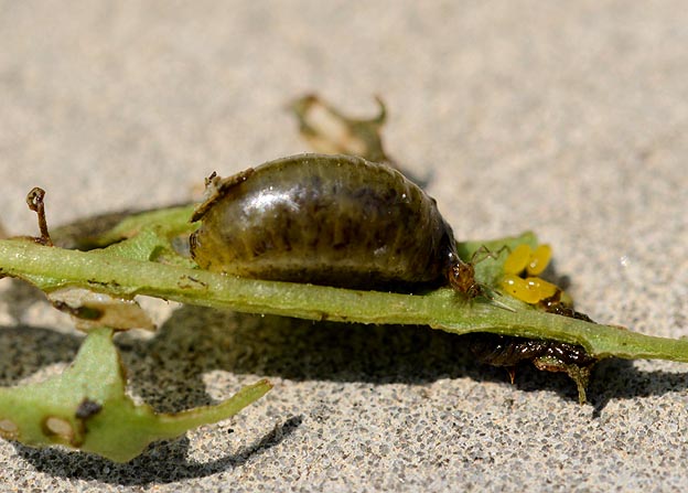 トホシクビボソハムシの幼虫
