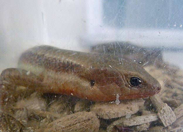 発情期のニホントカゲのオス