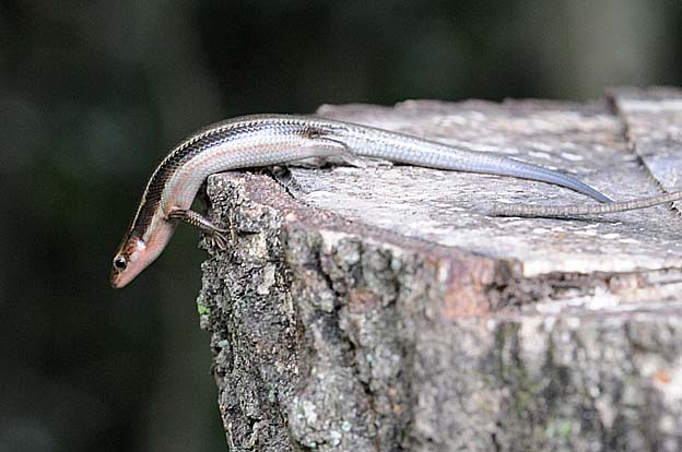 切り株の上のニホントカゲ