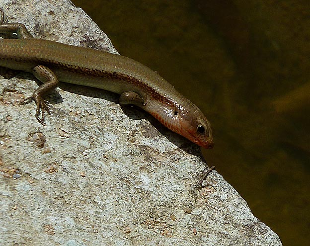 池の周囲にいたニホントカゲ