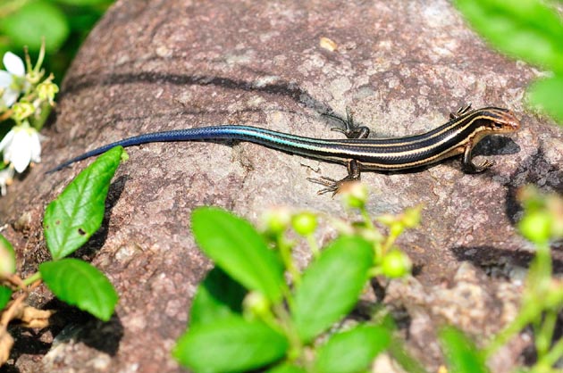 大きな石の上のニホントカゲ