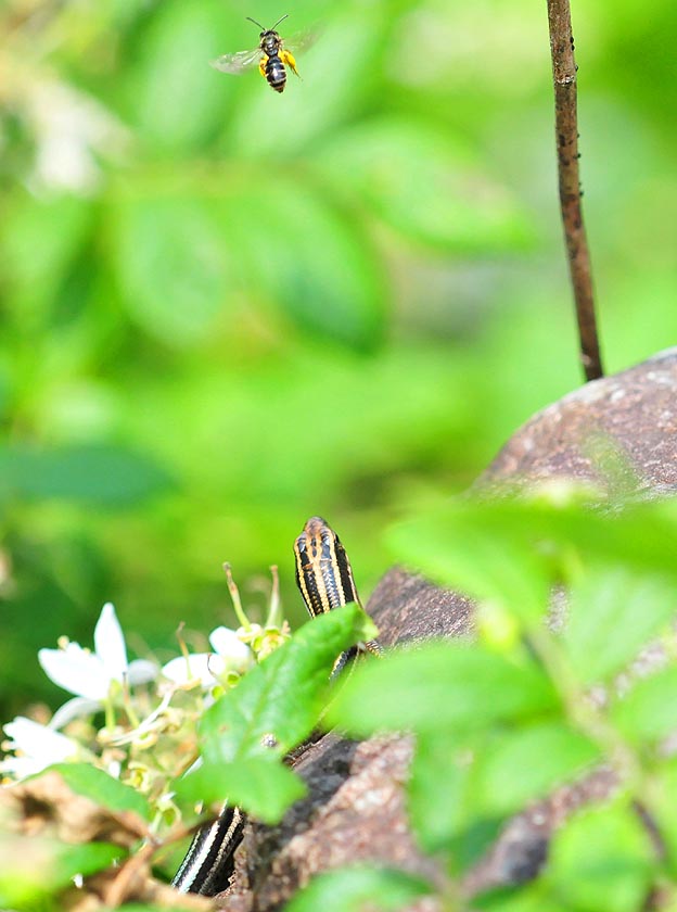 ハチを見つめるニホントカゲ