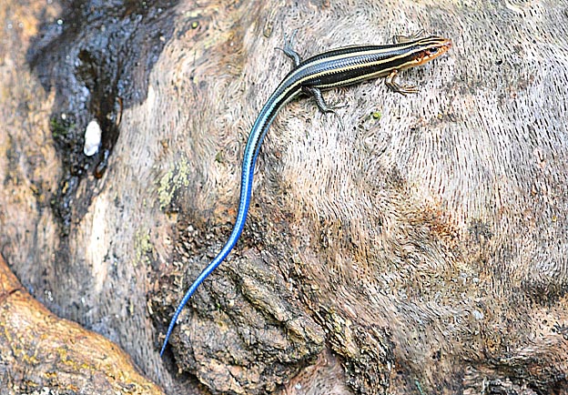 ニホントカゲの幼体