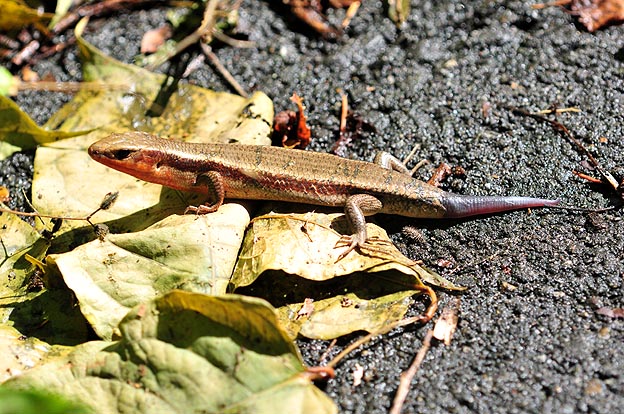 しっぽが再生中のニホントカゲ