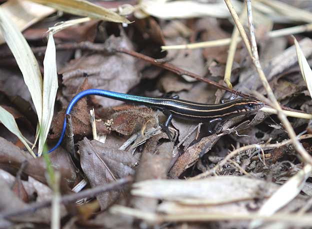 小さなニホントカゲ