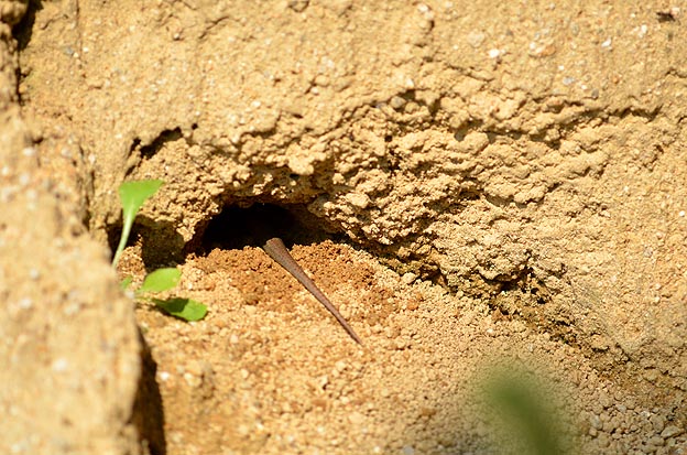 穴から出たニホントカゲのしっぽ