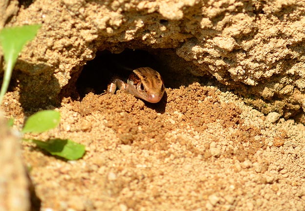 穴から顔を出したニホントカゲ