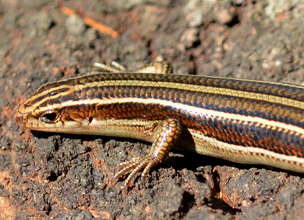 食べ物を探すニホントカゲ