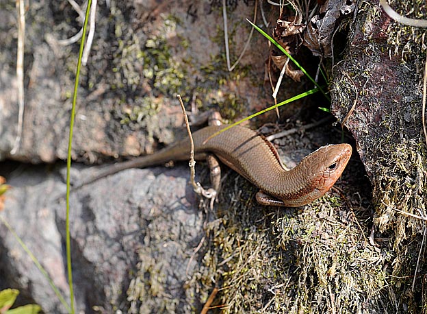 初見のニホントカゲ