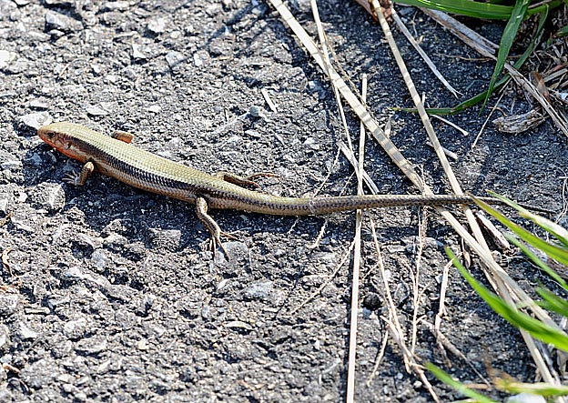 脱皮中のニホントカゲ