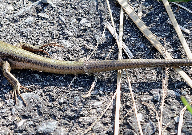 ニホントカゲが脱皮をしている部分