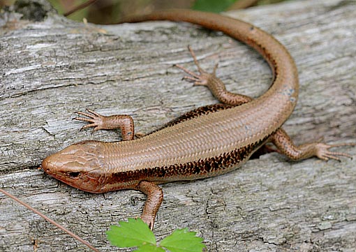 ニホントカゲの写真