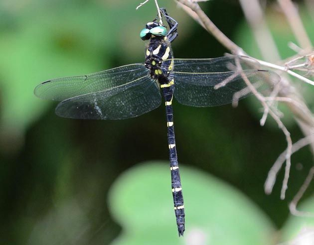 トンボのなかま
