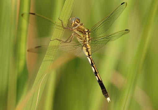 シオカラトンボのメス