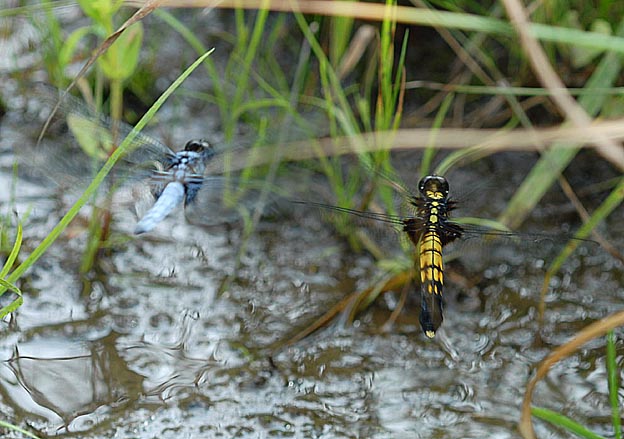 産卵をするオオシオカラトンボ