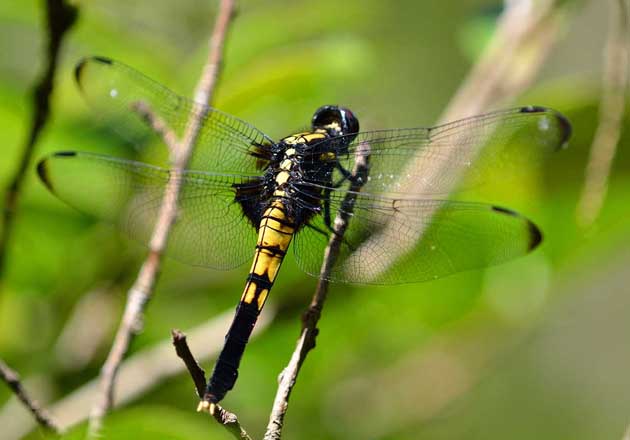 オオシオカラトンボのメス