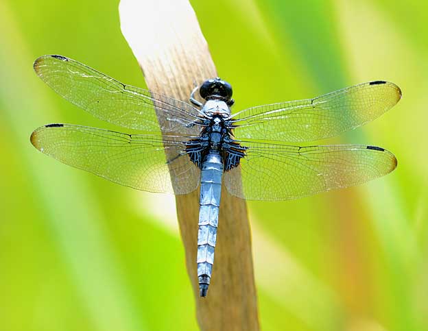 背中側から見たオオシオカラトンボのオス